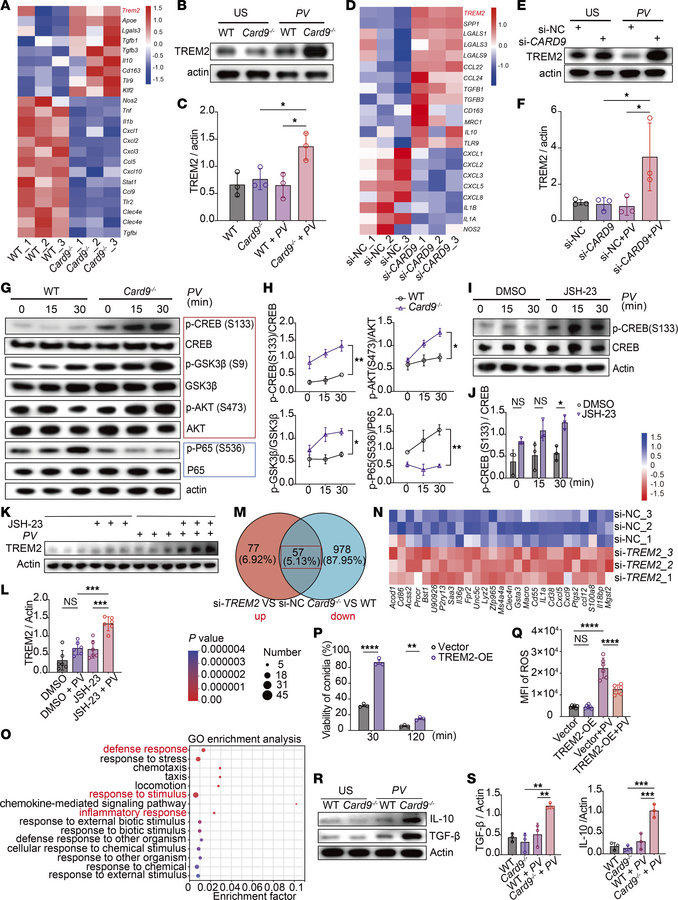 CARD9 deficiency induces higher TREM2 expression in macrophages and impa...