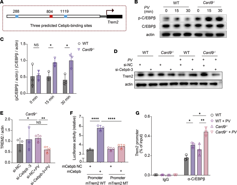 CARD9 negatively regulates Trem2 expression by activating C/EBPβ.
(A) Pr...
