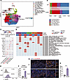 TREM2hi macrophages display antiinflammatory signatures and are increased i