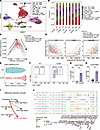 Increased abundance of exhaustion-like Th1 cells in Card9–/– mice.