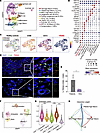 Antiinflammatory TREM2hi macrophages in lesions from a patient with CARD9 d