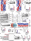 CARD9 deficiency induces higher TREM2 expression in macrophages and impairs
