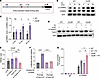 CARD9 negatively regulates Trem2 expression by activating C/EBPβ.