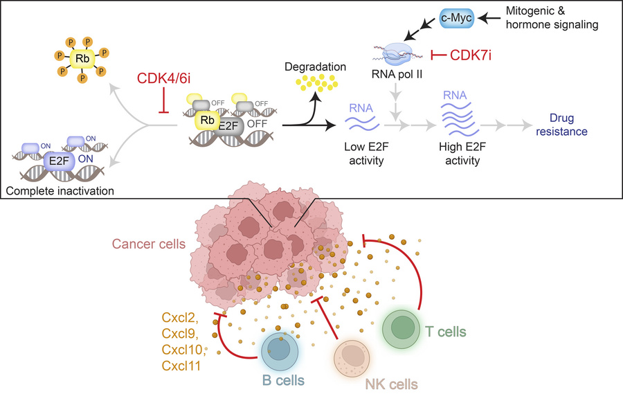 graphical abstract