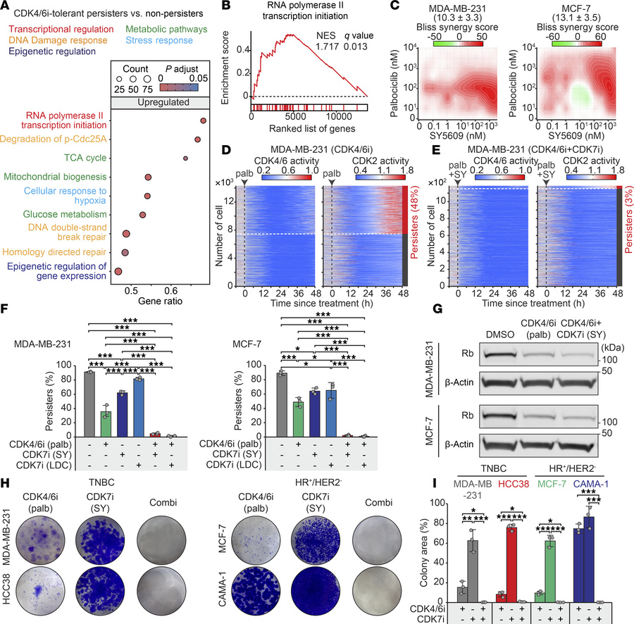 Synergistic inhibition of persister cell development and resistance by c...