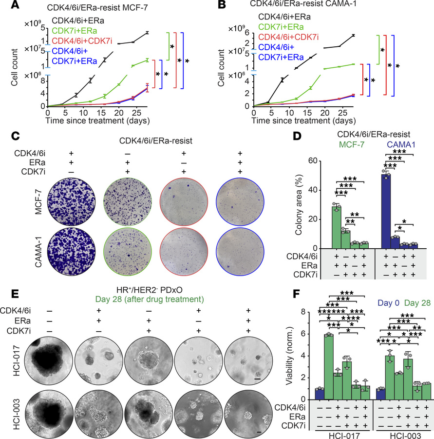Therapeutic efficacy of CDK4/6i and CDK7i combination in HR+/HER2– breas...