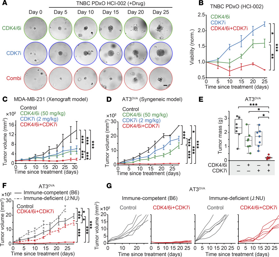 Therapeutic efficacy of CDK4/6i and CDK7i combination in TNBC models.
(A...