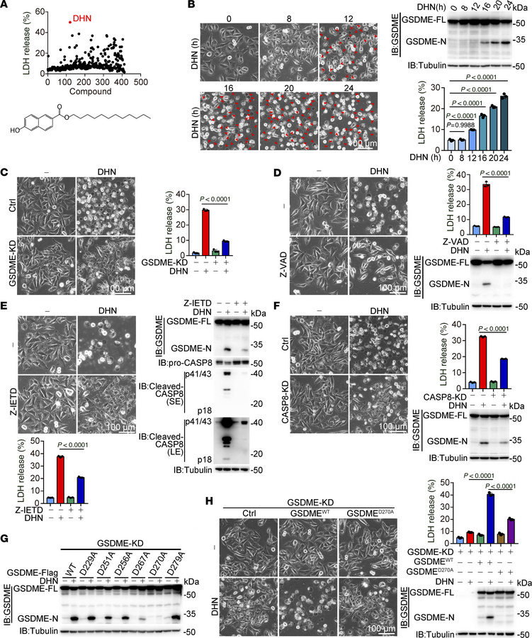 DHN induces pyroptosis by caspase-8–mediated cleavage of GSDME.
Melanoma...