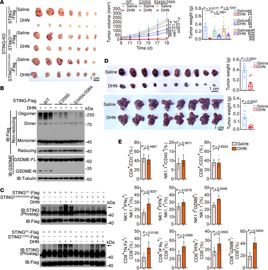 DHN induces antitumor immune responses in a mouse tumor model.
A375 cell...