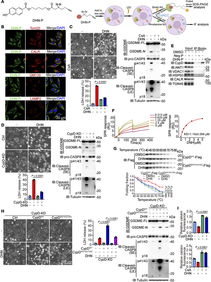 DHN promotes the opening of mPTP by targeting mitochondrial protein CypD...