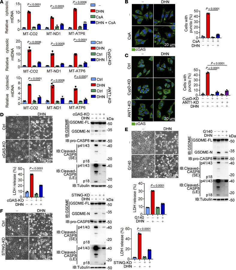 DHN-induced mtDNA release activates the cytosolic cGAS.
Melanoma A375 ce...