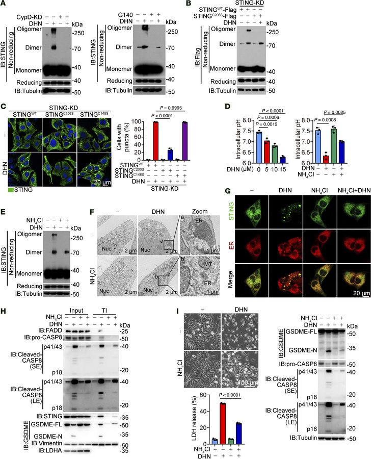 DHN-caused ER acid environment promotes the formation of STING aggregate...