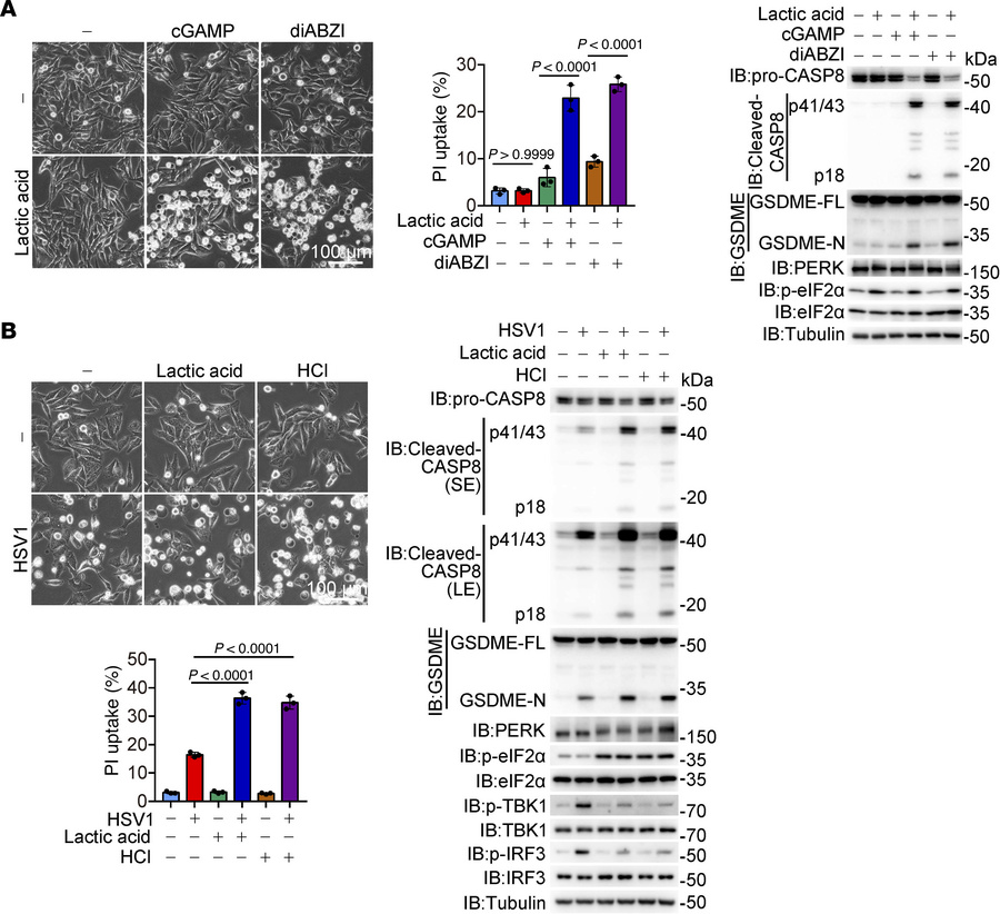 cGAS activation converges with intracellular acidification to induce pyr...