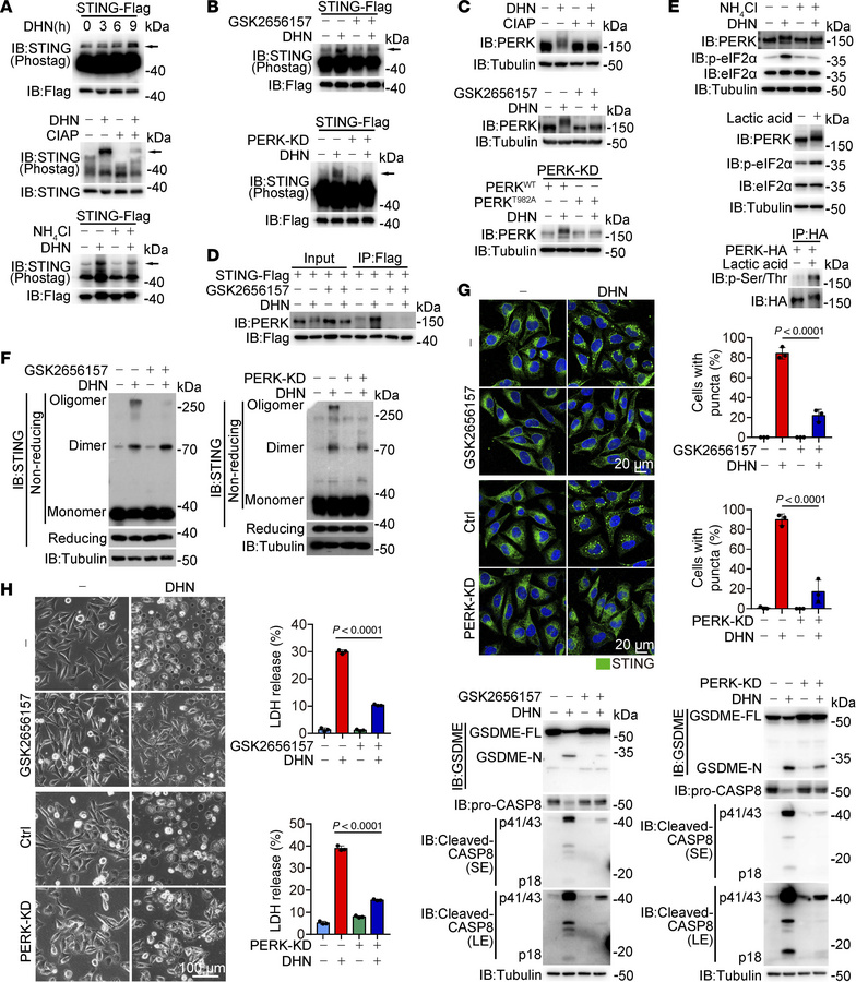 DHN-induced phosphorylation of STING by PERK facilitates the polymerizat...