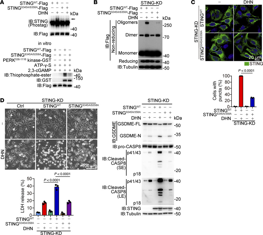 Phosphorylation of STING at Ser345 and Ser358 by PERK is critical for DH...