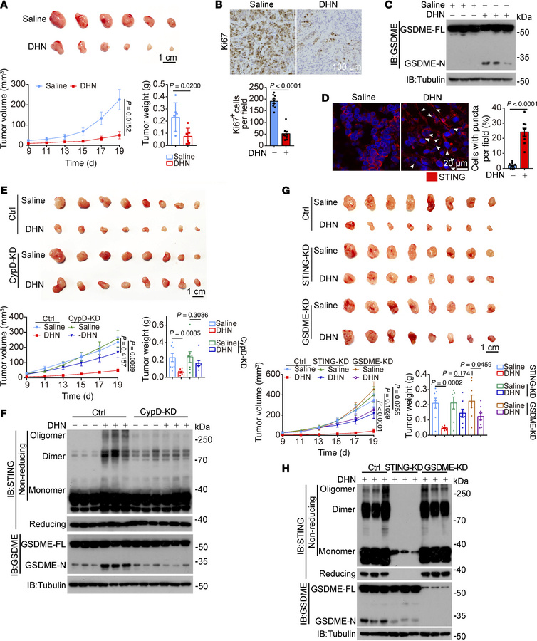 DHN inhibits tumor growth by inducing pyroptosis in mice.
A375 cells (2 ...