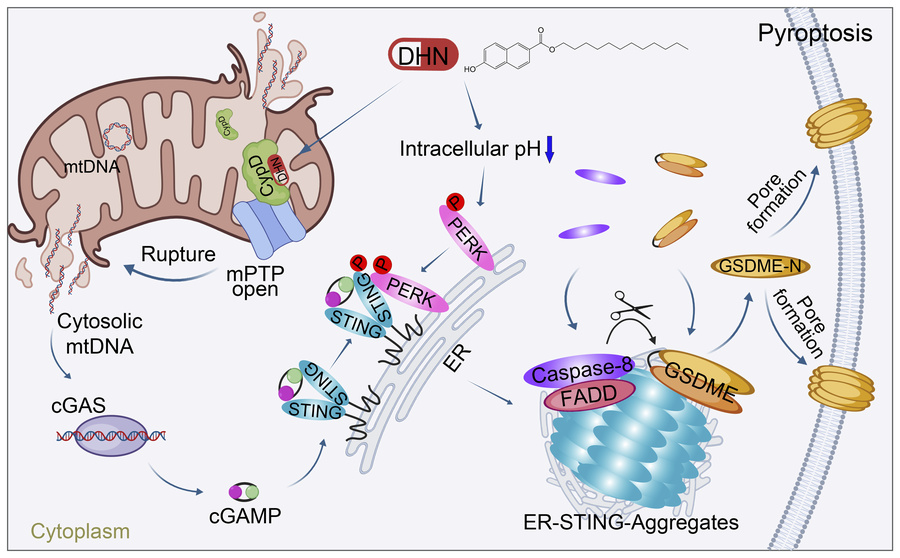 graphical abstract