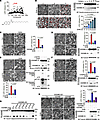 DHN induces pyroptosis by caspase-8–mediated cleavage of GSDME.