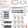 DHN induces antitumor immune responses in a mouse tumor model.