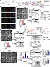 DHN promotes the opening of mPTP by targeting mitochondrial protein CypD.
