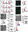 DHN-induced mtDNA release activates the cytosolic cGAS.