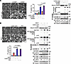 cGAS activation converges with intracellular acidification to induce pyropt
