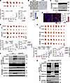 DHN inhibits tumor growth by inducing pyroptosis in mice.