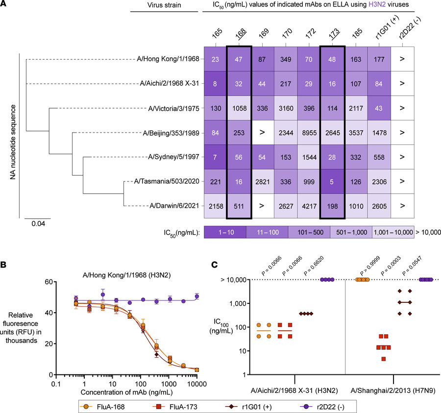 mAbs inhibit sialidase activity and prevent viral egress.
(A) ELLA heatm...