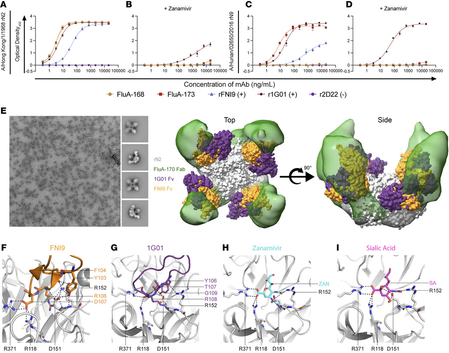 mAbs interact with conserved residues of the NA active site.
(A–D) Zanam...
