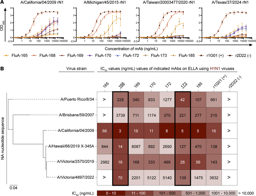 mAbs bind and inhibit the sialidase activity of the IAV N1 subtype.
(A) ...
