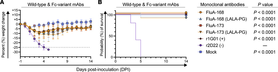 FluA-168 and FluA-173 protect against H3N2 virus lethality.
(A) Weight l...