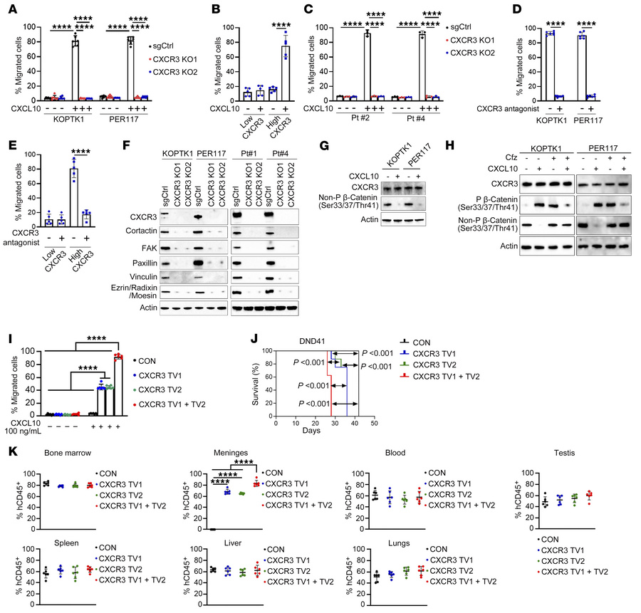 JCI - T cell acute lymphoblastic leukemia exploits a neural ...
