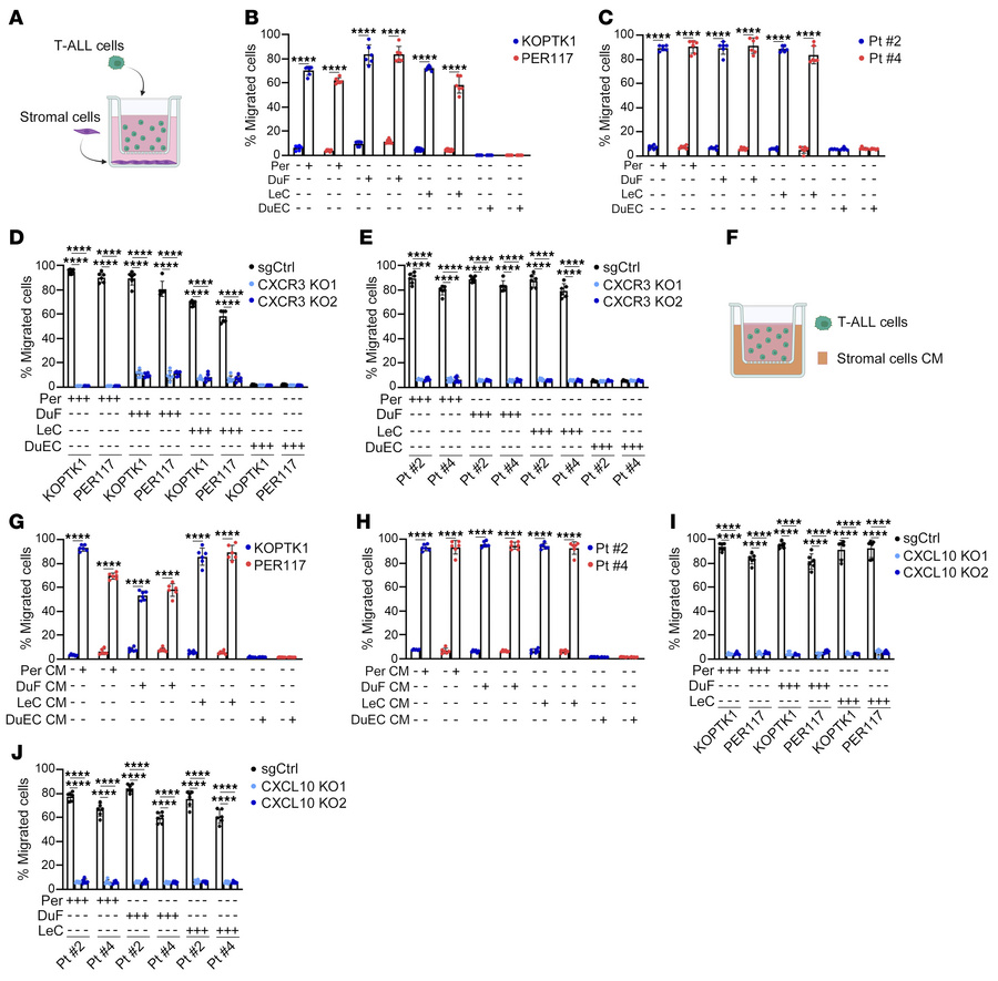 CXCL10 from fibroblasts and pericytes enhances migration of T-ALL cells....