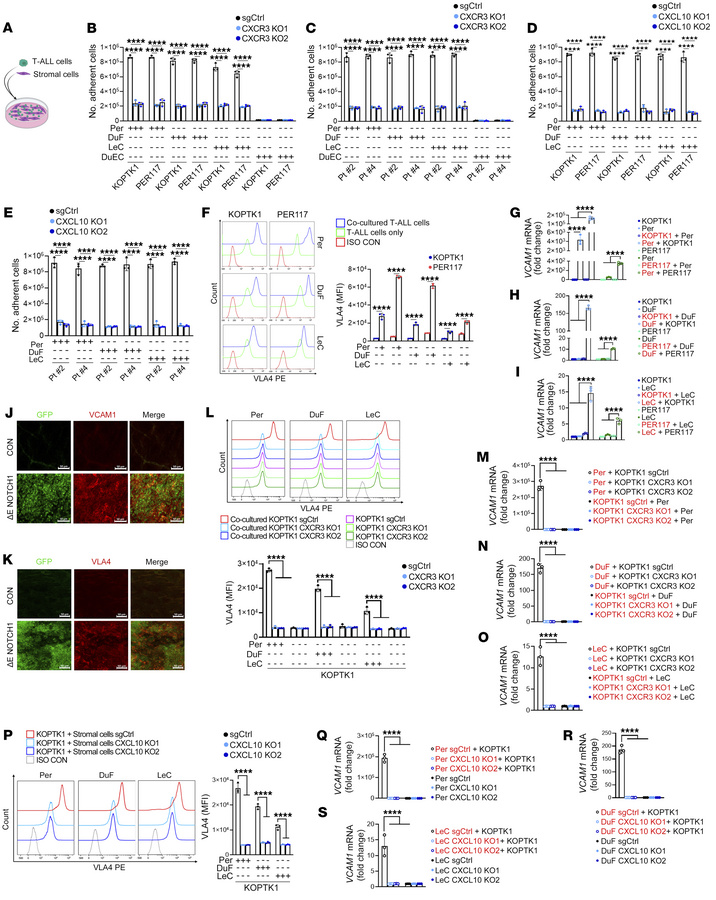 CXCL10-CXCR3 regulates T-ALL-meningeal stroma cell-cell adhesion.
(A) A ...