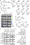 CXCR3 promotes T-ALL cell proliferation and disease progression.