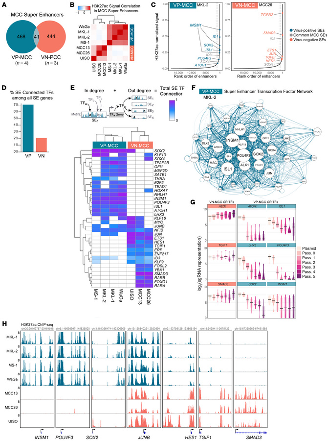 Neuroendocrine CR TF network in VP-MCC.
(A) SEs common to 4 VP-MCC and 3...