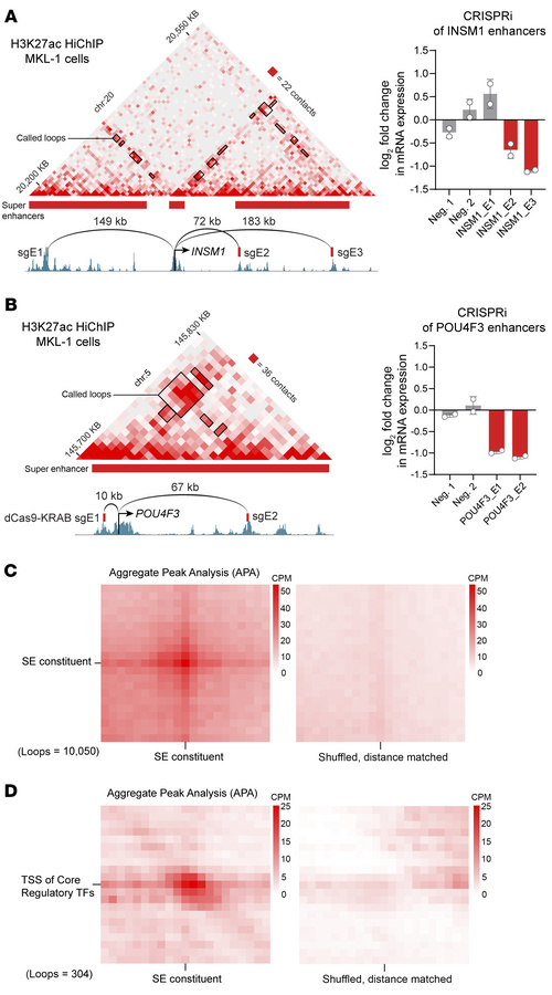 SEs loop to regulate CR TF genes in VP-MCC.
(A and B) Left panels: Conta...