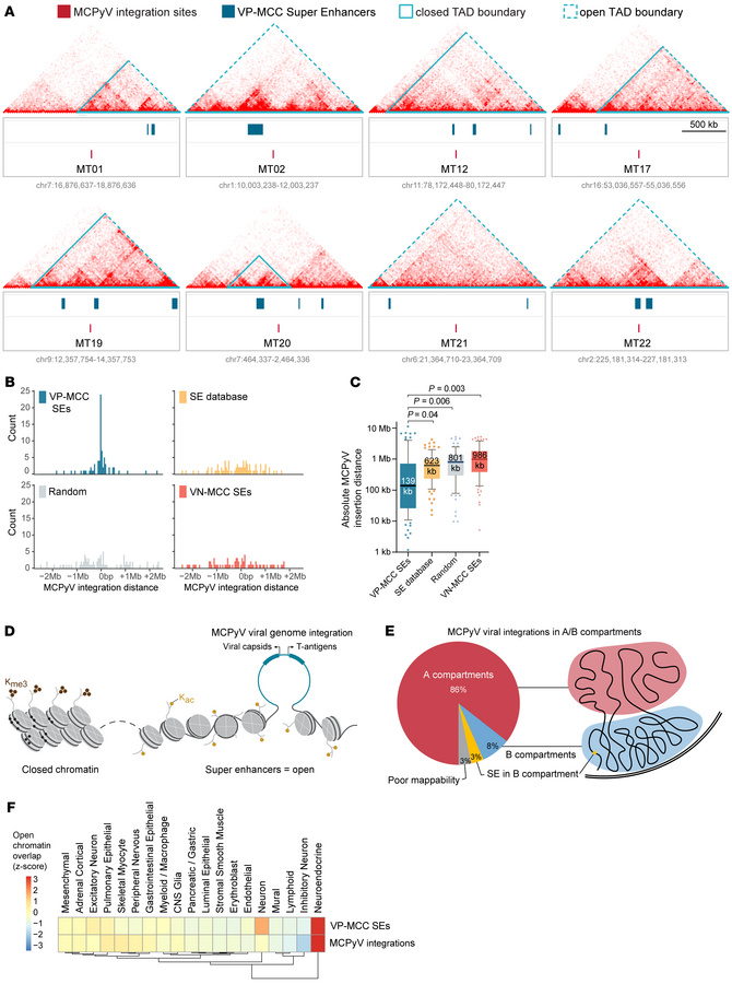 VP-MCC SEs are associated with MCPyV integration sites.
(A) MCPyV integr...