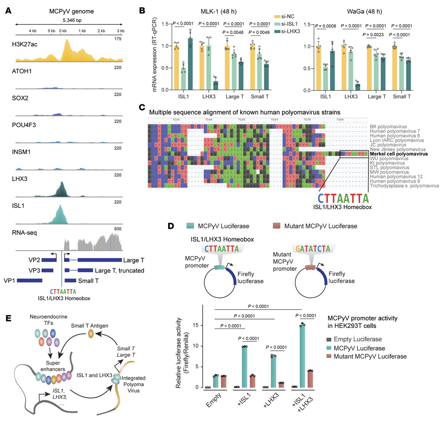 ISL1 and LHX3 bind and drive expression of polyomavirus T antigens.
(A) ...
