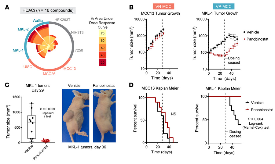 HDAC inhibition reduces VP-MCC tumor growth.
(A) Wind-rose plot of AUCs ...