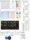 ATOH1, INSM1, ISL1, LHX3, POU4F3, and SOX2 co-bind SEs with MCPyV ST.