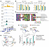 ISL1 and LHX3 bind and drive expression of polyomavirus T antigens.
