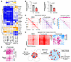 HDAC inhibition disrupts 3D enhancer loops to shutdown CR TFs.