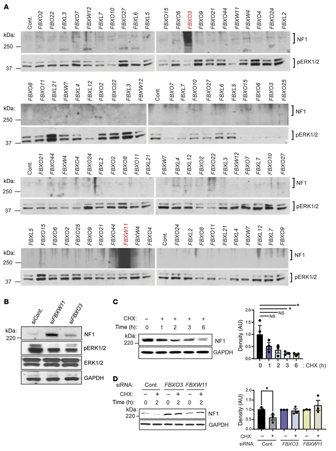 F-box proteins FBXW11 and FBXO3 are involved in the degradation of neuro...