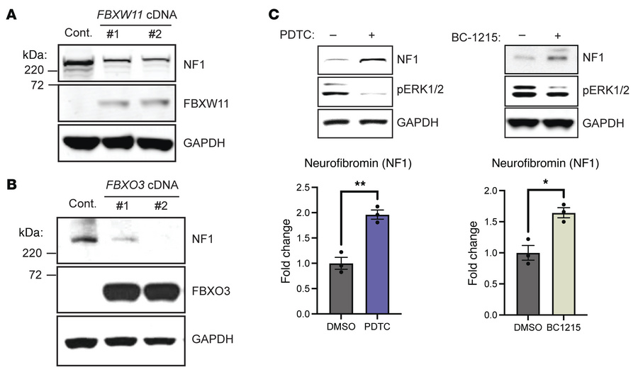 Neurofibromin levels affected by ectopic FBXW11 or FBXO3 expression or s...