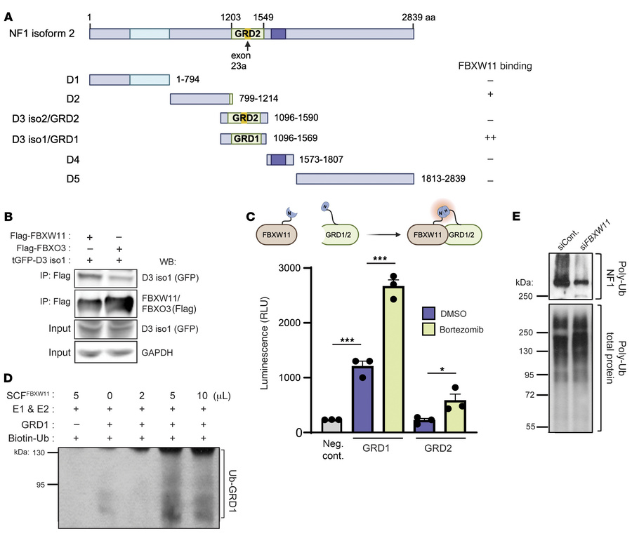 FBXW11 preferentially interacts with and polyubiquitinates the GRD of ne...