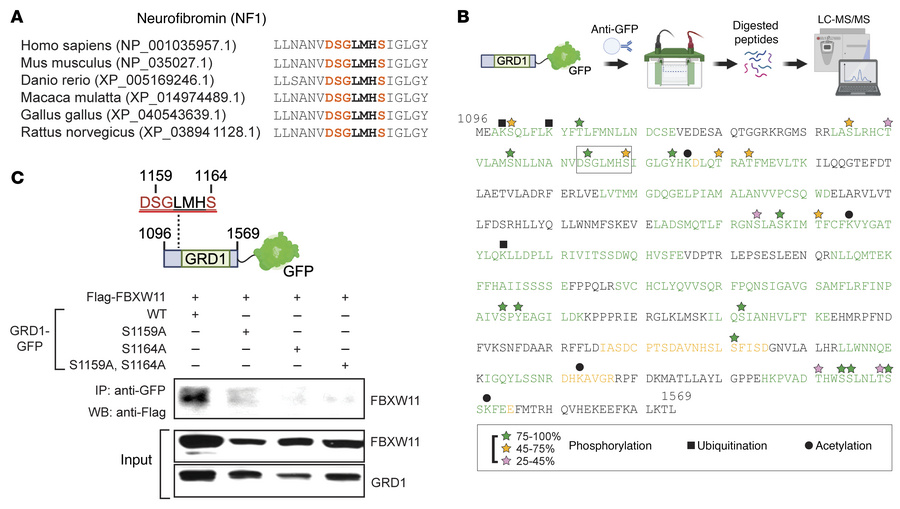 A conserved phosphodegron proximal to the GRD of NF1 isoform 1 is requir...
