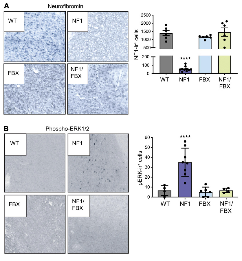 Germline Fbxw11 knockdown restores neurofibromin expression and suppress...