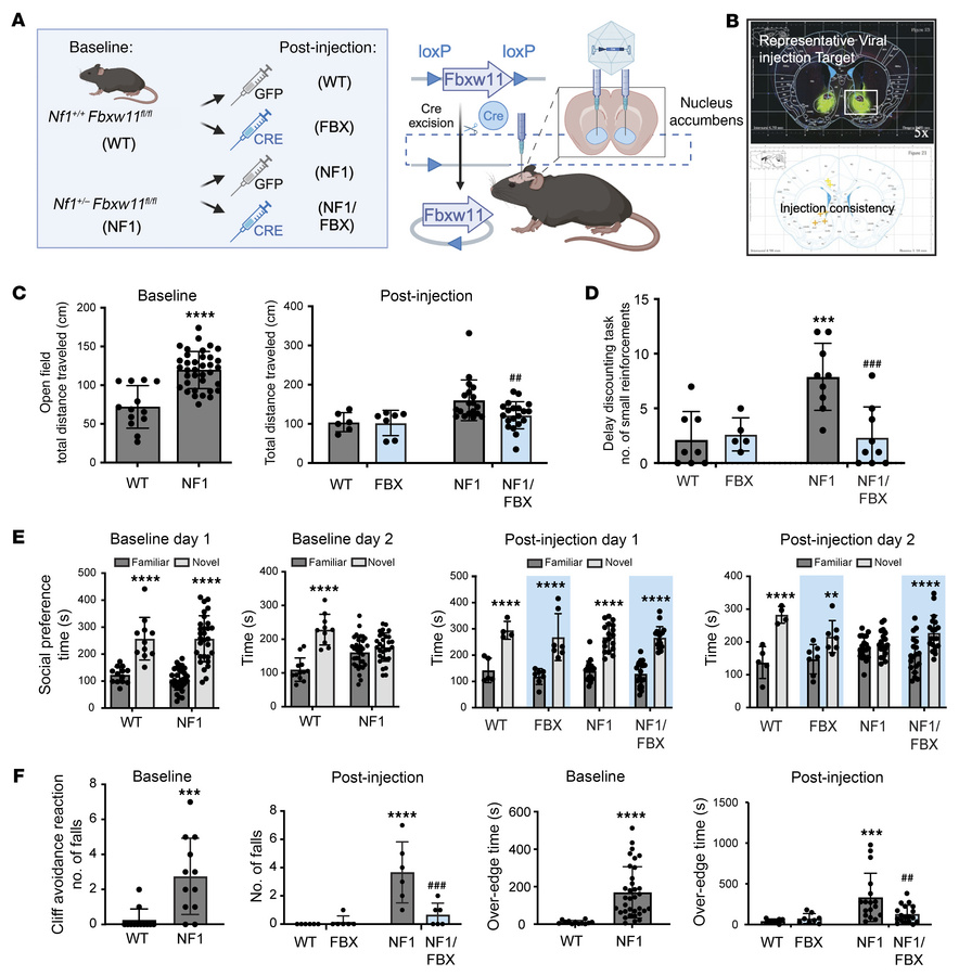 Selective deletion of Fbxw11 in the nucleus accumbens rescues cognitive ...