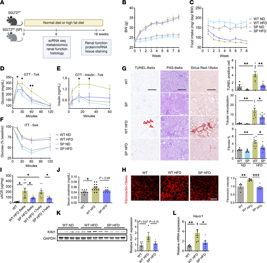 LOF of SGLT2 improved glucose intolerance and kidney injury.
(A) Schemat...